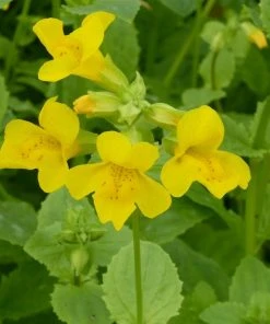 Roots Plants All Pond Plants Mimulus Guttatus | Yellow Monkey Flower