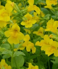 Roots Plants All Pond Plants Mimulus Guttatus | Yellow Monkey Flower