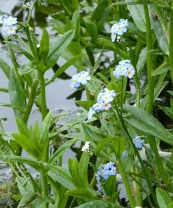 Roots Plants Forget Me Not Water Forget-Me-Not | Myosotis Scorpioides