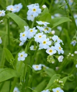 Roots Plants Forget Me Not Water Forget-Me-Not | Myosotis Scorpioides