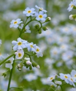 Roots Plants Forget Me Not Water Forget-Me-Not | Myosotis Scorpioides