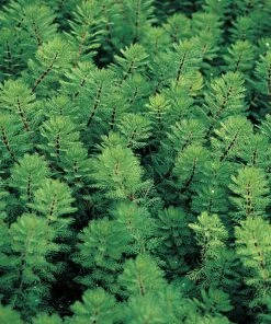 Roots Plants Red Stem Parrot's Feather| Oxygenating