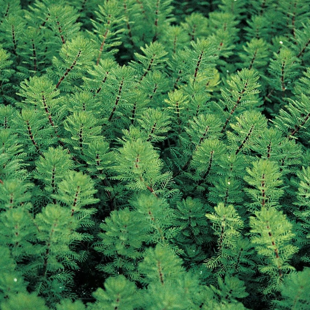 Roots Plants Red Stem Parrot's Feather| Oxygenating 3 Roots Plants Red Stem Parrot's Feather| Oxygenating