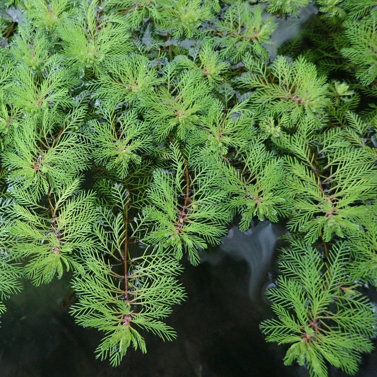 Roots Plants Red Stem Parrot's Feather| Oxygenating 4 Roots Plants Red Stem Parrot's Feather| Oxygenating