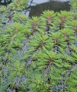 Roots Plants Red Stem Parrot's Feather| Oxygenating 9 Roots Plants Red Stem Parrot's Feather| Oxygenating