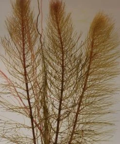 Roots Plants Red Stem Parrot's Feather| Oxygenating 10 Roots Plants Red Stem Parrot's Feather| Oxygenating