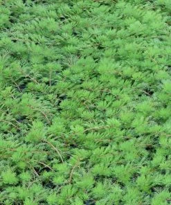 Roots Plants Red Stem Parrot's Feather| Oxygenating 11 Roots Plants Red Stem Parrot's Feather| Oxygenating