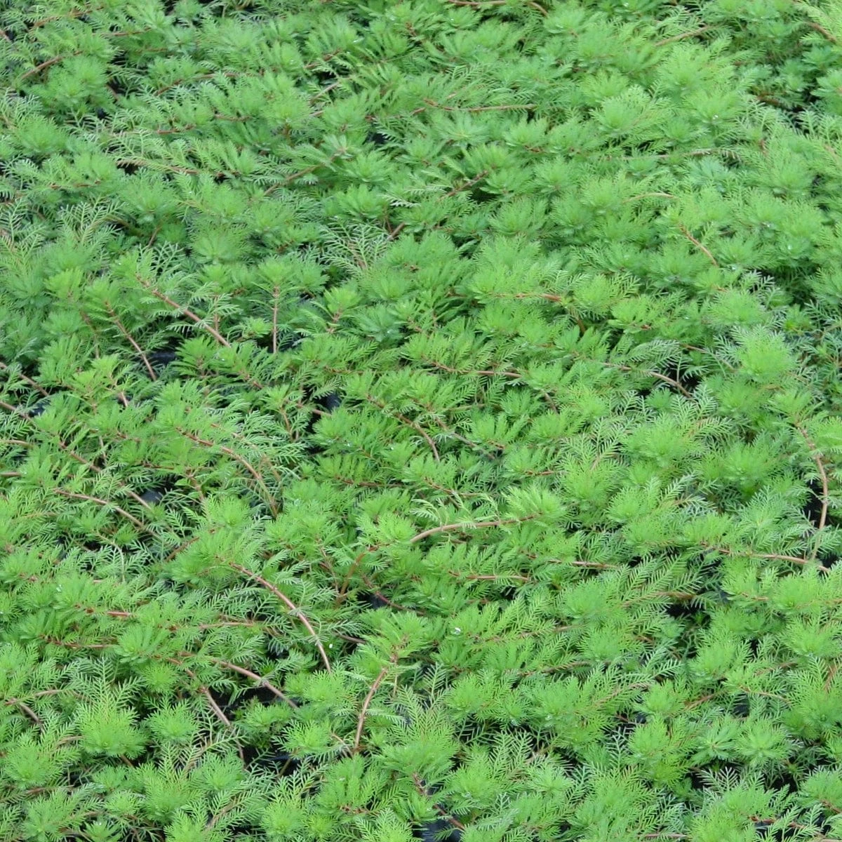 Roots Plants Red Stem Parrot's Feather| Oxygenating 7 Roots Plants Red Stem Parrot's Feather| Oxygenating