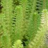 Roots Plants Upright Water Milfoil| Oxygenating All Pond Plants