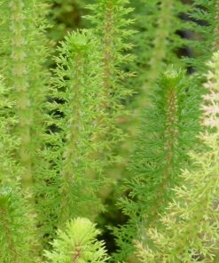 Roots Plants Upright Water Milfoil| Oxygenating All Pond Plants