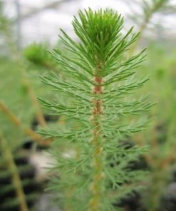 Roots Plants Upright Water Milfoil| Oxygenating All Pond Plants