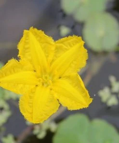 Roots Plants Miniature Pond Collection | 6 X 1L Pots All Pond Plants