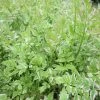 Roots Plants All Pond Plants Varigated Water Dropwort 'Flamingo'