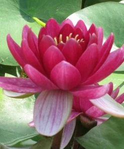 Roots Plants Red Water Lily | Nymphaea Perry's Baby Red
