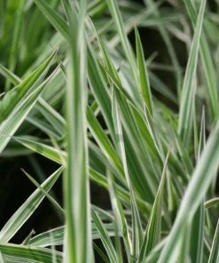 Roots Plants Grasses Gardener's Garters | Ribbon Grass