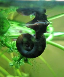 Roots Plants 5 Ramshorn Snails | Planorbis Corn