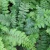 Roots Plants 3 Japanese Tassel Ferns | 9 Cm Pots