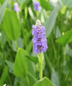 Roots Plants Giant Pickerel Rush Rushes