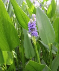 Roots Plants Giant Pickerel Rush Rushes