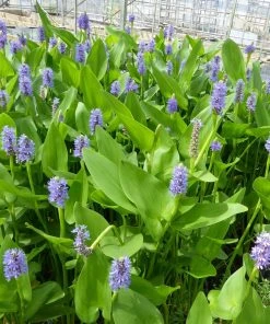 Roots Plants Pickerel Rush | Pontederia Cordata Rushes