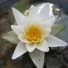 Roots Plants White Dwarf Water Lily | Nymphaea Pygmaea Alba
