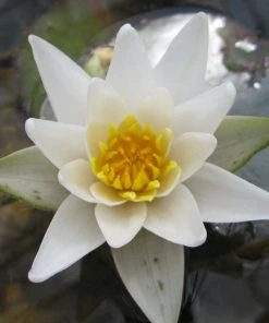 Roots Plants White Dwarf Water Lily | Nymphaea Pygmaea Alba