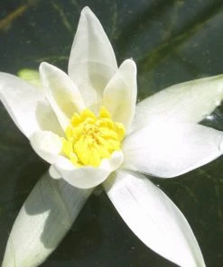Roots Plants White Dwarf Water Lily | Nymphaea Pygmaea Alba