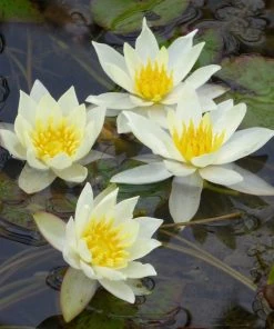 Roots Plants White Dwarf Water Lily | Nymphaea Pygmaea Alba