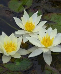 Roots Plants White Dwarf Water Lily | Nymphaea Pygmaea Alba