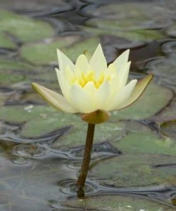 Roots Plants Yellow Dwarf Water Lily | Nymphaea Pygmaea Helvola