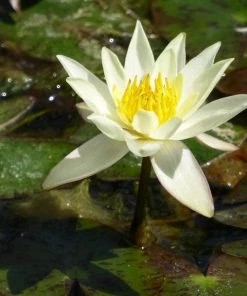 Roots Plants Yellow Dwarf Water Lily | Nymphaea Pygmaea Helvola