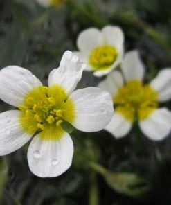 Roots Plants All Pond Plants 5 Water Crowsfoot| Oxygenating | 9cm Pots