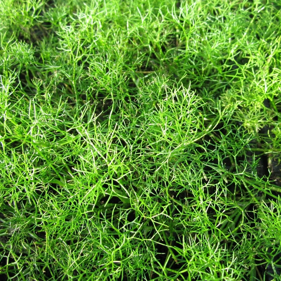 Roots Plants All Pond Plants Best Pond Plants For Any Size Pond | All In One | Oxygenating & Wildlife | Flowers & Structure 17 Roots Plants All Pond Plants Best Pond Plants For Any Size Pond | All In One | Oxygenating & Wildlife | Flowers & Structure