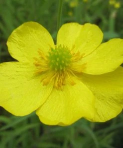 Roots Plants All Pond Plants Lesser Spearwort | Ranunculus Flammula