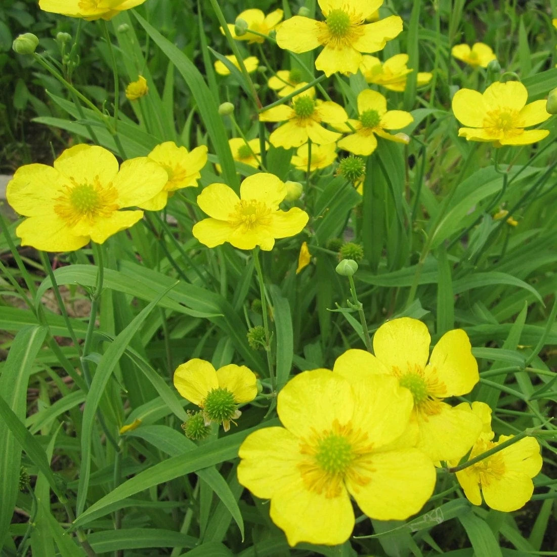 Roots Plants All Pond Plants Lesser Spearwort | Ranunculus Flammula 5 Roots Plants All Pond Plants Lesser Spearwort | Ranunculus Flammula