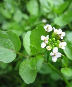 Roots Plants Watercress | Rorippa Nasturtium Aquaticum Winter Vegetable Plants