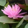 Roots Plants Large Pink Water Lily | Nymphaea Rose Arey