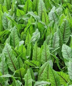 Roots Plants Bloodwort Wood Dock | Rumex Sanguineus