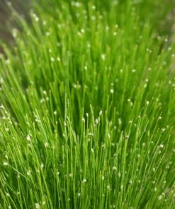 Roots Plants Fibre Optic Plants Fibre Optic Plant | Isolepsis Cerna| Oxygenating