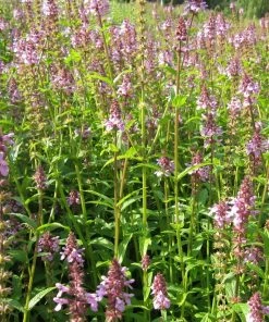 Roots Plants Marsh Woundwort | Stachys Palustris All Pond Plants