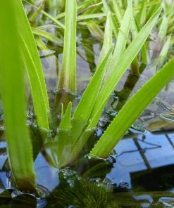 Roots Plants 5 Water Soldier Plants | 9cm Pots