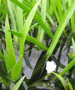 Roots Plants 5 Water Soldier Plants | 9cm Pots