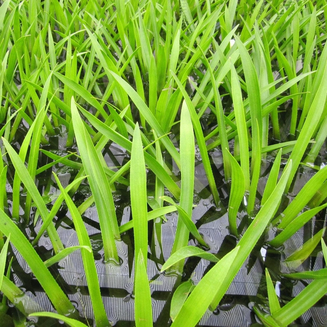 Roots Plants All Pond Plants Best Pond Plants For Any Size Pond | All In One | Oxygenating & Wildlife | Flowers & Structure 19 Roots Plants All Pond Plants Best Pond Plants For Any Size Pond | All In One | Oxygenating & Wildlife | Flowers & Structure