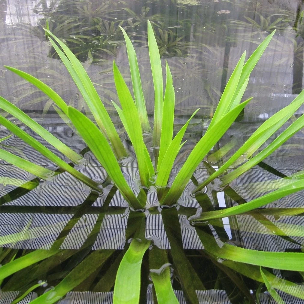 Roots Plants 5 Water Soldier Plants | 9cm Pots 6 Roots Plants 5 Water Soldier Plants | 9cm Pots