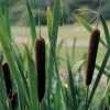 Roots Plants Lesser Bulrush | Typha Angustifolia Rushes