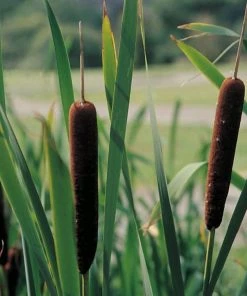 Roots Plants Lesser Bulrush | Typha Angustifolia Rushes