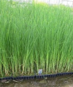 Roots Plants Lesser Bulrush | Typha Angustifolia Rushes