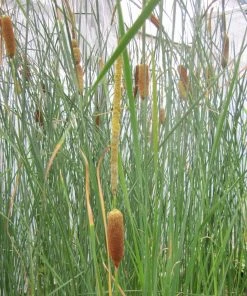 Roots Plants Rushes Medium Bulrush | Typha Gracilis