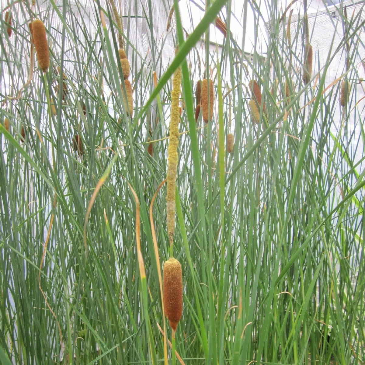 Roots Plants Rushes Medium Bulrush | Typha Gracilis 3 Roots Plants Rushes Medium Bulrush | Typha Gracilis