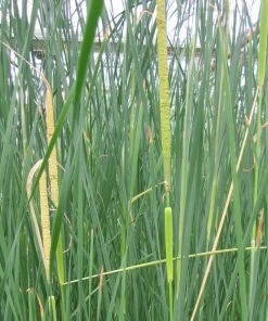Roots Plants Rushes Medium Bulrush | Typha Gracilis 8 Roots Plants Rushes Medium Bulrush | Typha Gracilis
